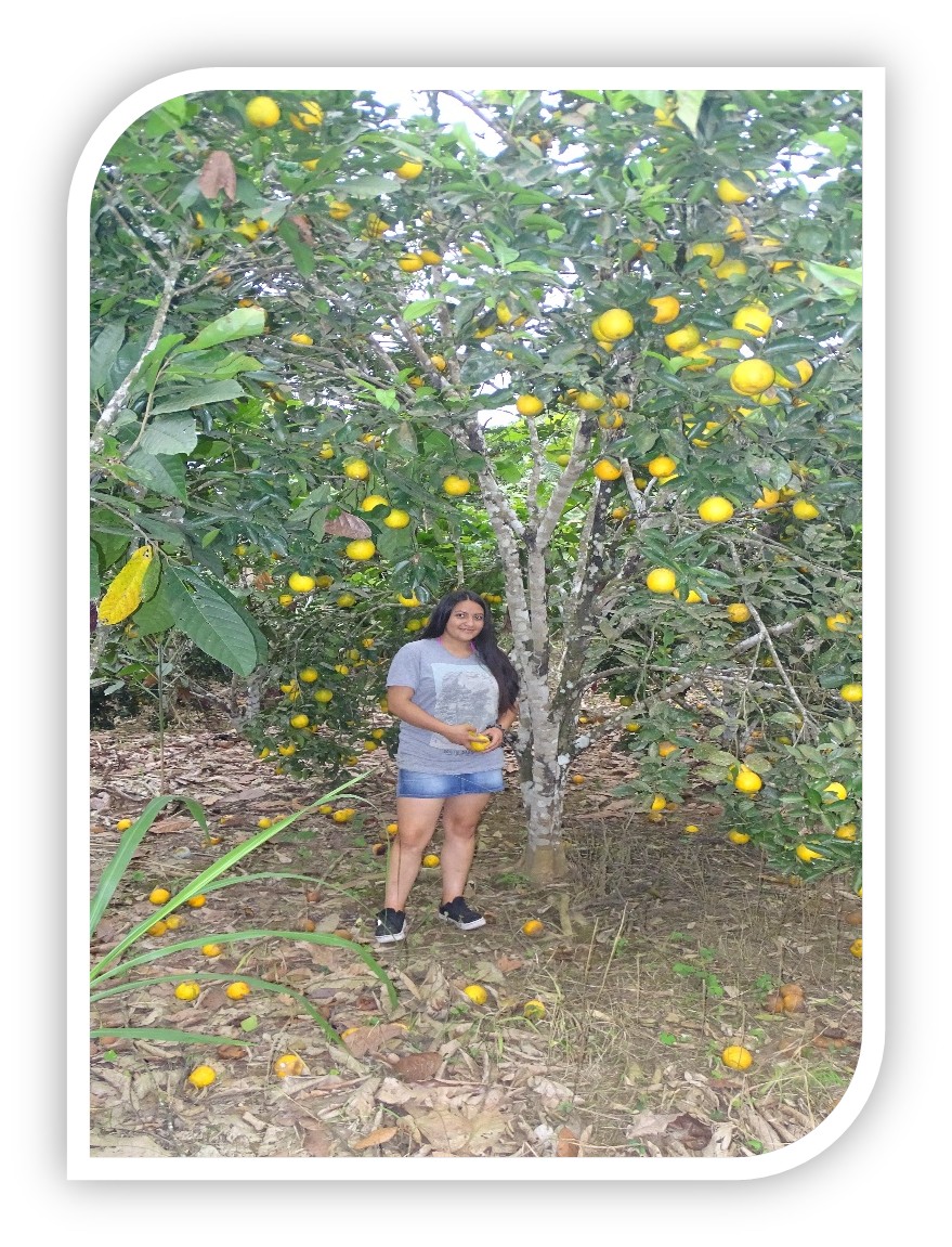 Finca de naranjas
